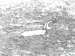 penguin Printable Coloring Nplooj Ntawv